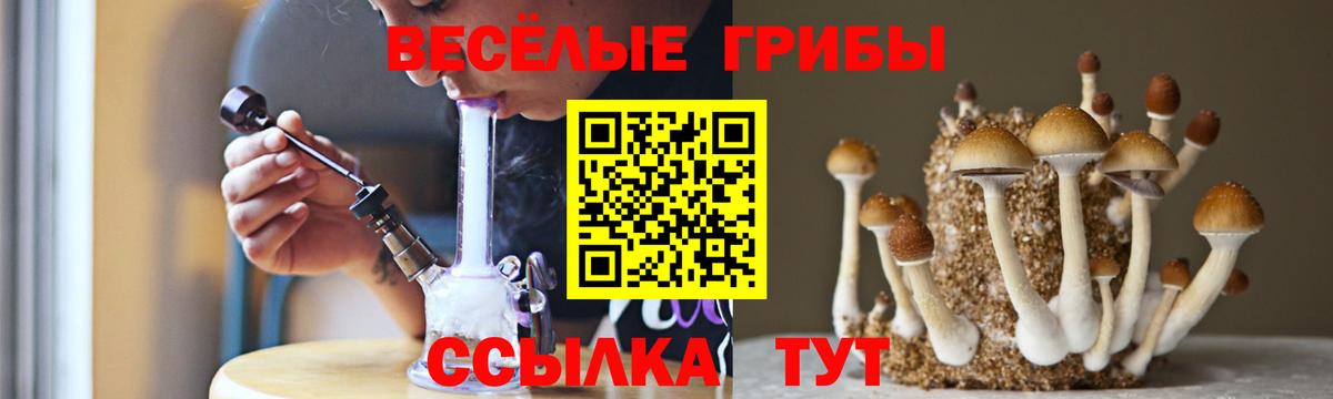 Псилоцибиновые грибы Psilocybe Богородск